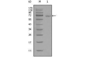Western blot analysis using STAT3 mouse mAb against full-length STAT3-His recombinant protein (1). (STAT3 Antikörper)