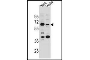 Western blot analysis of NHEDC1 Antibody (N-term) in K562 and HepG2 cell line lysates (35ug/lane). (NHEDC1 Antikörper  (N-Term))