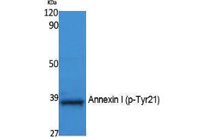 Western Blotting (WB) image for anti-Annexin A1 (ANXA1) (pTyr21) antibody (ABIN3183069) (Annexin a1 Antikörper  (pTyr21))