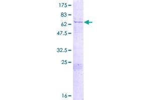 PEG10 Protein (AA 1-325) (GST tag)