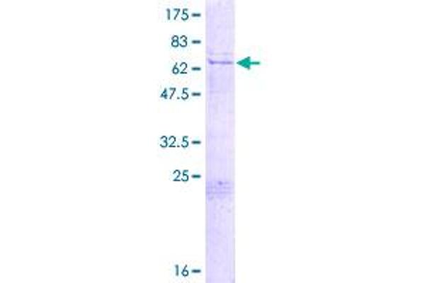 PEG10 Protein (AA 1-325) (GST tag)