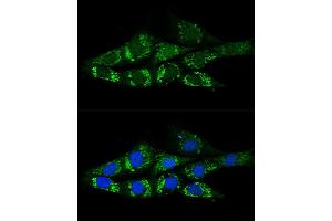 Confocal immunofluorescence analysis of NIH-3T3 cells using  Polyclonal Antibody (ABIN6131387, ABIN6136467, ABIN6136469 and ABIN6222130) at dilution of 1:200. (ACSS2 Antikörper)