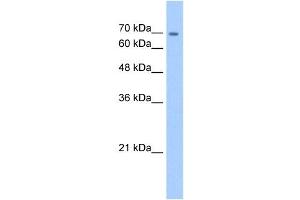 CDH22 antibody used at 5 ug/ml to detect target protein. (CDH22 Antikörper  (N-Term))