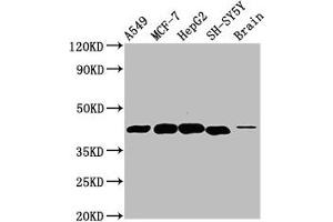 Western Blot Positive WB detected in: A549 whole cell lysate, MCF-7 whole cell lysate, HepG2 whole cell lysate, SH-SY5Y whole cell lysate, Rat brain tissue All lanes: DLK1 antibody at 4. (DLK1 Antikörper  (AA 24-303))