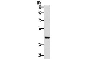 Western Blotting (WB) image for anti-Hydroxy-delta-5-Steroid Dehydrogenase, 3 beta- and Steroid delta-Isomerase 7 (HSD3B7) antibody (ABIN2430267) (HSD3B7 Antikörper)