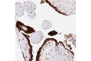 Immunohistochemical staining of human placenta with CNPY2 polyclonal antibody  shows strong cytoplasmic positivity in trophoblastic cells.