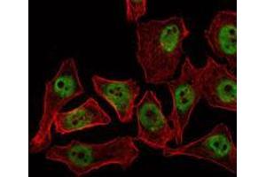 Immunofluorescence (IF) image for anti-THAP Domain Containing 11 (THAP11) antibody (ABIN969436)