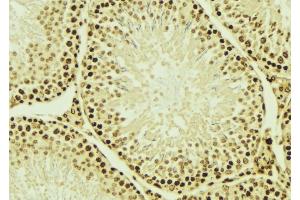 ABIN6276566 at 1/100 staining Mouse testis tissue by IHC-P. (NEDD8 Antikörper  (Internal Region))