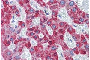 Human Liver: Formalin-Fixed, Paraffin-Embedded (FFPE) (TAO Kinase 2 Antikörper  (AA 831-931))