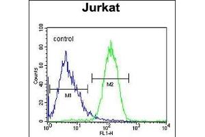 SLFN12L Antibody (N-term) (ABIN654871 and ABIN2844529) flow cytometric analysis of Jurkat cells (right histogram) compared to a negative control cell (left histogram). (SLFN12L Antikörper  (N-Term))