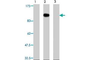 Western blot analysis of transgenic HEK 293T cells, using Farp2 polyclonal antibody  . (FARP2 Antikörper)