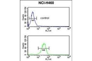 IL1F8 Antibody (N-term) (ABIN652903 and ABIN2842583) flow cytometric analysis of NCI- cells (bottom histogram) compared to a negative control cell (top histogram).