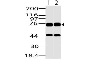 Image no. 1 for anti-DEAD (Asp-Glu-Ala-Asp) Box Polypeptide 18 (DDX18) (AA 20-300) antibody (ABIN5027137) (DDX18 Antikörper  (AA 20-300))