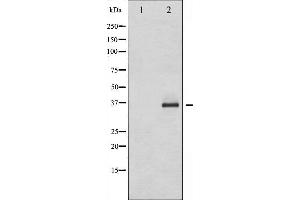 Western blot analysis of C/EBP- beta phosphorylation expression in HepG2 whole cell lysates,The lane on the left is treated with the antigen-specific peptide. (CEBPB Antikörper  (pThr235))