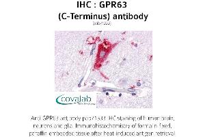 Image no. 1 for anti-G Protein-Coupled Receptor 63 (GPR63) (C-Term) antibody (ABIN1735144) (GPR63 Antikörper  (C-Term))