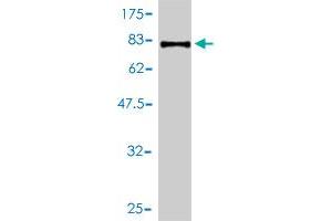 Western Blot detection against Immunogen (81. (Prosaposin Antikörper  (AA 18-524))