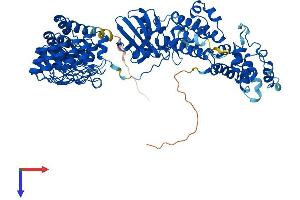 RNASEL Protein (AA 1-741) (His tag)