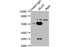Immunoprecipitating DLAT in HepG2 whole cell lysate Lane 1: Rabbit control IgG instead of ABIN7149908 in HepG2 whole cell lysate. (DLAT Antikörper  (AA 26-217))