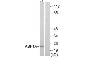 Western blot analysis of extracts from Jurkat cells, using ASF1A antibody. (ASF1A Antikörper  (Internal Region))