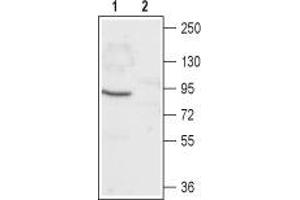 Western blot analysis of rat eye lysate: - 1. (CNGA1 Antikörper  (Intracellular, N-Term))