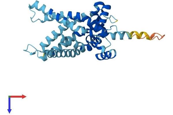SLC25A47 Protein (AA 1-310) (His tag)