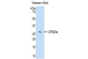 Western Blotting (WB) image for anti-Cytochrome P450, Family 1, Subfamily A, Polypeptide 2 (CYP1A2) (AA 2-231) antibody (ABIN1176083) (CYP1A2 Antikörper  (AA 2-231))