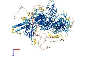 PIK3C2B Protein (AA 1-1634) (His tag)