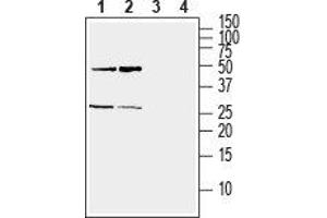 Western blot analysis of mouse (lanes 1 and 3) and rat (lanes 2 and 4) brain lysate: - 1,2. (Ephrin A5 Antikörper  (Extracellular))