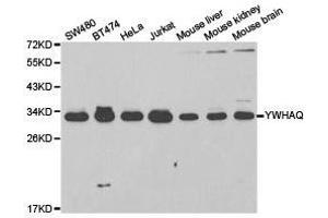Western Blotting (WB) image for anti-14-3-3 theta (YWHAQ) antibody (ABIN1875379) (14-3-3 theta Antikörper)