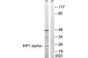 Western Blotting (WB) image for anti-Chromobox Homolog 5 (CBX5) (AA 58-107) antibody (ABIN2889136) (CBX5 Antikörper  (AA 58-107))