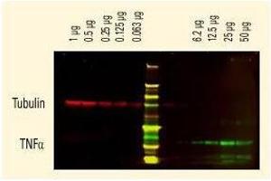 Tubulin detected using a Dylight (TM) 680 conj ugate. (Ziege anti-Ratte IgG (Whole Molecule) Antikörper)