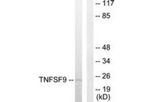 Western blot analysis of extracts from HuvEc cells, using TNFSF9 Antibody.