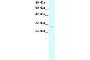 WB Suggested Anti-PHB Antibody Titration:  0. (Prohibitin Antikörper  (C-Term))