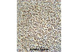 ZC12A antibody (Center) immunohistochemistry analysis in formalin fixed and paraffin embedded human spleen tissue followed by peroxidase conjugation of the secondary antibody and DAB staining. (ZC3H12A Antikörper  (Middle Region))