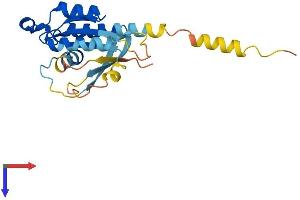 RERGL Protein (AA 1-205) (His tag)