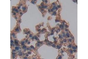 IHC-P analysis of Mouse Tissue, with DAB staining. (IL3RA Antikörper  (AA 167-331))