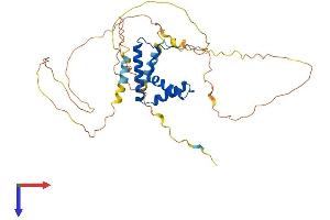SOX18 Protein (AA 1-377) (His tag)