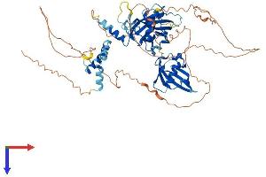 GRHL1 Protein (AA 1-618) (His tag)