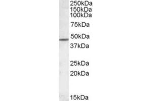 Western Blotting (WB) image for anti-Cholinergic Receptor, Nicotinic, beta 2 (Neuronal) (CHRNB2) (Internal Region) antibody (ABIN2466784) (CHRNB2 Antikörper  (Internal Region))