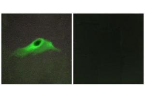 Immunofluorescence (IF) image for anti-Collagen, Type IV, alpha 5 (COL4A5) (N-Term) antibody (ABIN1850286) (COL4a5 Antikörper  (N-Term))