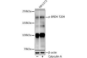 Western blot analysis of extracts of NIH/3T3 cells, using (ABIN7265948) at 1:1000 dilution. (BRD4 Antikörper  (pThr204))