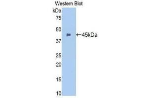Western Blotting (WB) image for anti-Integrin alpha M (ITGAM) (AA 301-451) antibody (ABIN1174919) (CD11b Antikörper  (AA 301-451))