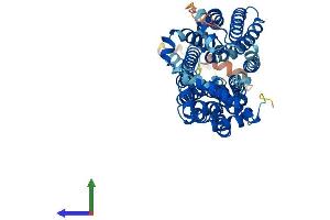 Protein Structure (PS) image for Solute Carrier Family 2 (Facilitated Glucose Transporter), Member 2 (SLC2A2) (AA 1-524) protein (His tag) (ABIN7554046)