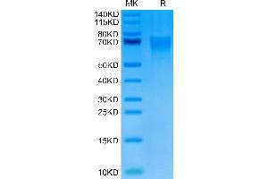 TNFRSF21 Protein (AA 42-349) (His tag)