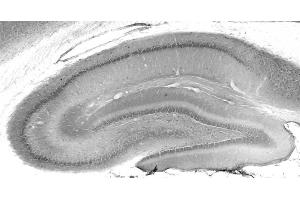 Adult rat hippocampus immunohistochemistry. (MESDC2 Antikörper  (AA 30-95))