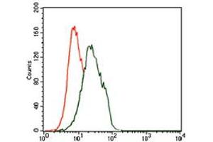 Image no. 5 for anti-Forkhead Box P1 (FOXP1) antibody (ABIN1491561) (FOXP1 Antikörper)