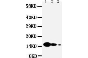 Anti-IL7 antibody, Western blotting Lane 1: Recombinant Mouse IL-7 Protein 10ng Lane 2: Recombinant Mouse IL-7 Protein 5ng Lane 3: Recombinant Mouse IL-7 Protein 2. (IL-7 Antikörper  (N-Term))