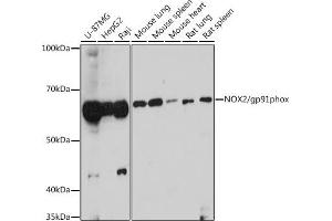 Western blot analysis of extracts of various cell lines, using NOX2/gp91phox antibody (ABIN6134041, ABIN6139300, ABIN6139301 and ABIN6216051) at 1:1000 dilution. (CYBB Antikörper  (AA 100-200))