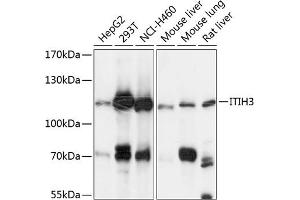 Western blot analysis of extracts of various cell lines, using ITIH3 antibody (ABIN6129777, ABIN6142595, ABIN6142596 and ABIN6225008) at 1:3000 dilution. (ITIH3 Antikörper  (AA 35-180))
