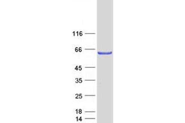 TFCP2L1 Protein (Myc-DYKDDDDK Tag)